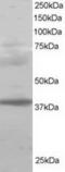 Polycomb Group Ring Finger 2 antibody, TA302537, Origene, Western Blot image 