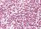 Heterogeneous Nuclear Ribonucleoprotein D antibody, orb96267, Biorbyt, Immunohistochemistry paraffin image 