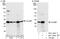 Calcyclin Binding Protein antibody, NBP1-49922, Novus Biologicals, Western Blot image 
