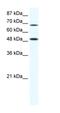 GRB2 Associated Binding Protein 1 antibody, 31-077, ProSci, Western Blot image 