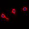 Neutrophil Cytosolic Factor 1 antibody, orb215428, Biorbyt, Immunofluorescence image 