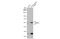 TEA Domain Transcription Factor 1 antibody, GTX632126, GeneTex, Western Blot image 