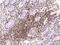 Protein Phosphatase 1 Regulatory Subunit 18 antibody, 201518-T10, Sino Biological, Immunohistochemistry paraffin image 