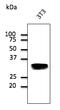 RAB32, Member RAS Oncogene Family antibody, AB0036-200, Origene, Western Blot image 