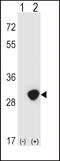 Triosephosphate Isomerase 1 antibody, 61-594, ProSci, Western Blot image 