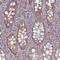 Early Endosome Antigen 1 antibody, NBP1-91859, Novus Biologicals, Immunohistochemistry paraffin image 