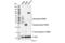 Triggering Receptor Expressed On Myeloid Cells 2 antibody, 76765S, Cell Signaling Technology, Western Blot image 