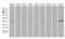 Neuronal Differentiation 4 antibody, M11710, Boster Biological Technology, Western Blot image 