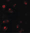 T-Box 21 antibody, LS-B10130, Lifespan Biosciences, Immunofluorescence image 