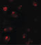 T-box transcription factor TBX21 antibody, LS-B10130, Lifespan Biosciences, Immunofluorescence image 