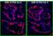 IgG-heavy and light chain antibody, A90-317D4, Bethyl Labs, Immunofluorescence image 