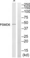 Proteasome 26S Subunit, Non-ATPase 6 antibody, abx015036, Abbexa, Western Blot image 