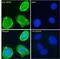 NADPH Oxidase 5 antibody, NBP1-68862, Novus Biologicals, Immunofluorescence image 