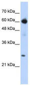 EBF Transcription Factor 1 antibody, TA345374, Origene, Western Blot image 