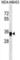 Epithelial Cell Adhesion Molecule antibody, abx030033, Abbexa, Western Blot image 