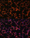 Butyrophilin Subfamily 3 Member A1 antibody, 13-557, ProSci, Immunofluorescence image 