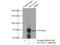 Thiamine transporter 2 antibody, 13407-1-AP, Proteintech Group, Immunoprecipitation image 