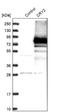 Cryptochrome Circadian Regulator 2 antibody, NBP1-86273, Novus Biologicals, Western Blot image 