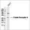 Formin Homology 2 Domain Containing 1 antibody, orb156870, Biorbyt, Western Blot image 