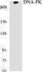 Protein Kinase, DNA-Activated, Catalytic Subunit antibody, EKC1173, Boster Biological Technology, Western Blot image 