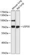 Ubiquitin Specific Peptidase 30 antibody, 14-670, ProSci, Western Blot image 