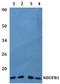 NADH:Ubiquinone Oxidoreductase Subunit B1 antibody, A12826-1, Boster Biological Technology, Western Blot image 