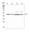 CD244 Molecule antibody, A02527-1, Boster Biological Technology, Western Blot image 