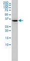 Axin Interactor, Dorsalization Associated antibody, H00064853-M01, Novus Biologicals, Western Blot image 