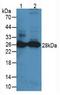 Proteinase 3 antibody, LS-C296141, Lifespan Biosciences, Western Blot image 