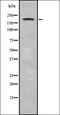 Zinc finger protein 106 antibody, orb337426, Biorbyt, Western Blot image 