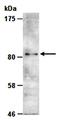 Protein arginine N-methyltransferase 7 antibody, orb66768, Biorbyt, Western Blot image 