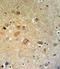 G2 And S-Phase Expressed 1 antibody, LS-C166739, Lifespan Biosciences, Immunohistochemistry frozen image 