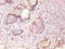 Keratin 19 antibody, CSB-MA0125342A0m, Cusabio, Immunocytochemistry image 
