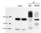 AT-Rich Interaction Domain 2 antibody, NBP1-26615, Novus Biologicals, Immunoprecipitation image 