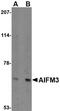 Apoptosis Inducing Factor Mitochondria Associated 3 antibody, NBP1-76889, Novus Biologicals, Western Blot image 