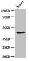Parvin Alpha antibody, orb400368, Biorbyt, Western Blot image 