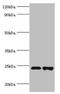 TIR Domain Containing Adaptor Protein antibody, LS-C376797, Lifespan Biosciences, Western Blot image 