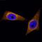 Prolyl 4-Hydroxylase Subunit Beta antibody, BAM4236, R&D Systems, Immunocytochemistry image 