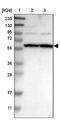 Zinc Finger Protein 26 antibody, PA5-53784, Invitrogen Antibodies, Western Blot image 