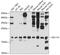 Signal peptidase complex catalytic subunit SEC11A antibody, 13-717, ProSci, Western Blot image 