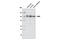 Calcium/Calmodulin Dependent Serine Protein Kinase antibody, 8968S, Cell Signaling Technology, Western Blot image 