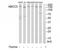 Canalicular multispecific organic anion transporter 2 antibody, TA314800, Origene, Western Blot image 