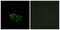 ATP Synthase Membrane Subunit G Like antibody, PA5-39037, Invitrogen Antibodies, Immunofluorescence image 