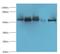 VPS33B Interacting Protein, Apical-Basolateral Polarity Regulator, Spe-39 Homolog antibody, LS-C380121, Lifespan Biosciences, Western Blot image 