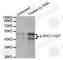 SHC Adaptor Protein 1 antibody, AP0266, ABclonal Technology, Western Blot image 