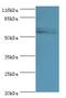 Putative glycerol kinase 3 antibody, A50901-100, Epigentek, Western Blot image 