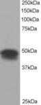 Flotillin 1 antibody, PA5-18053, Invitrogen Antibodies, Western Blot image 