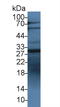 Insulin Like Growth Factor Binding Protein 1 antibody, LS-C294650, Lifespan Biosciences, Western Blot image 