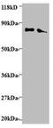 Endoplasmic reticulum resident protein 29 antibody, MBS715626, MyBioSource, Western Blot image 