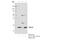Cytochrome C Oxidase Subunit 4I1 antibody, 11967S, Cell Signaling Technology, Immunoprecipitation image 